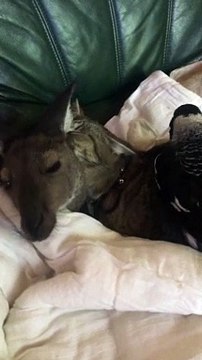 Cat Grooms Kangaroo while Magpie Grooms Cat