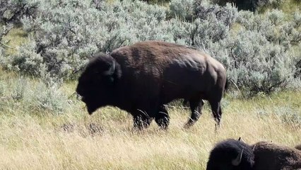 Wild Buffalo in Wyoming