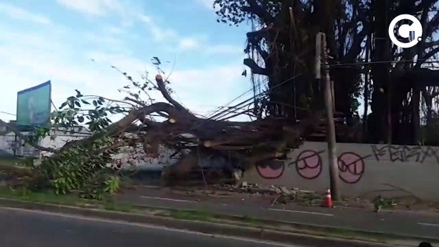 Queda de árvore interdita Rodovia Norte e Sul, na Serra
