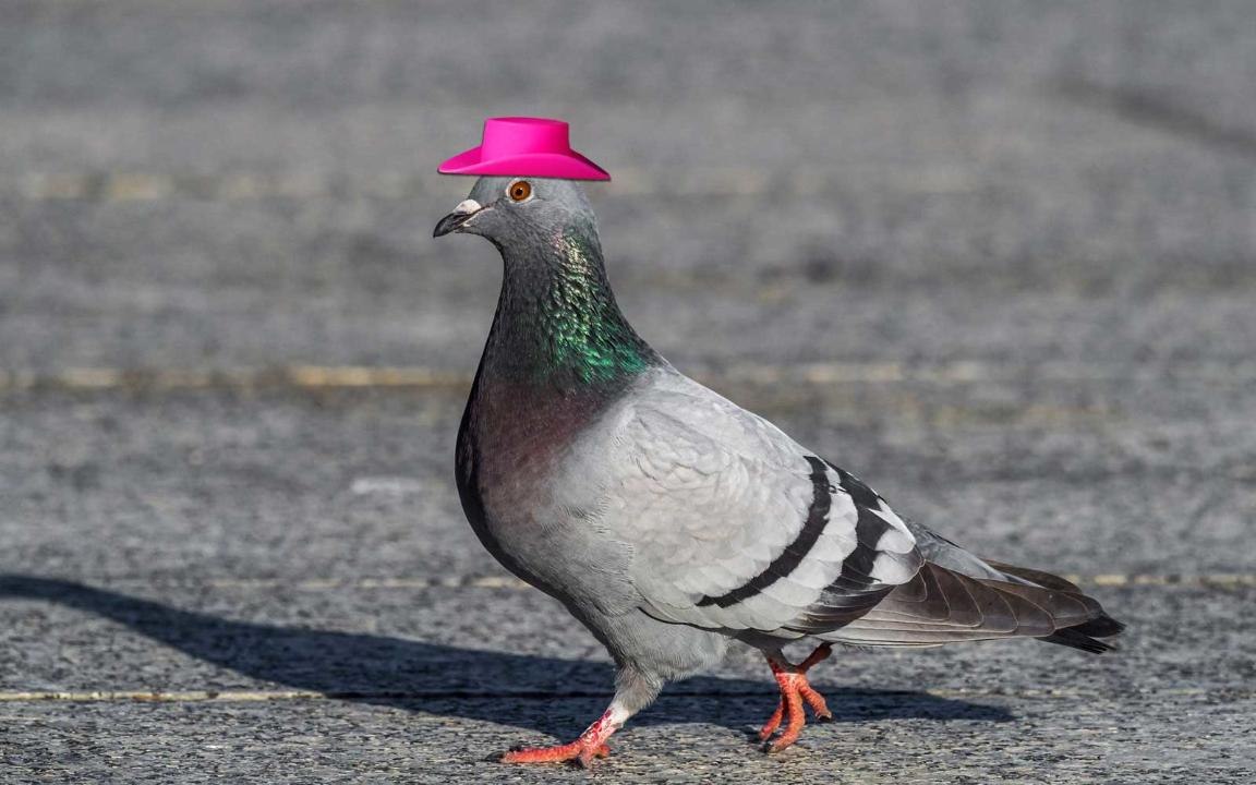 Two Pigeons in Las Vegas Were Spotted Wearing Cowboy Hats