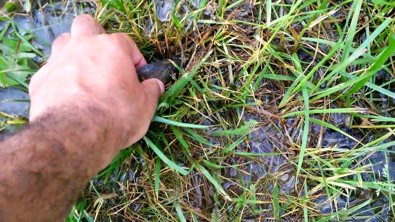 Putting a Fish Back After Flooding