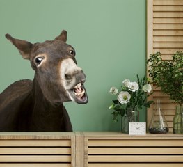 Esto es lo que pasa cuando un perro puñetero no deja comer del plato a un burro paciente