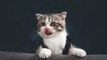 La curiosidad 'mató' al gato y este video lo demuestra