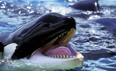 Cuando la jauría de orcas ataca en masa a una ballena azul