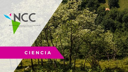 Así es como se supo que los ár­bo­les tam­bién duer­men