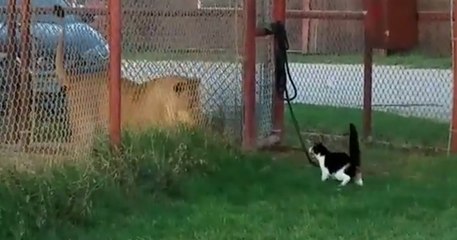 Está es ‘Baggy’, la gata que planta cara a una leona