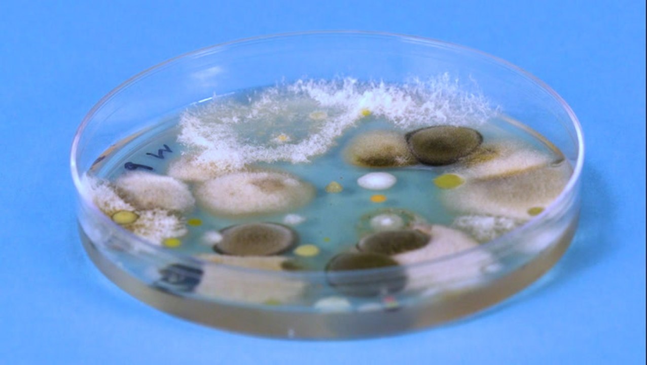 There are tens of thousands of mold spores in t...