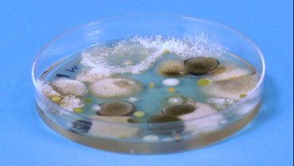 Why mold is so hard to kill