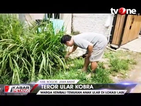 Warga Temukan Anak Ular Kobra di Lokasi Lain