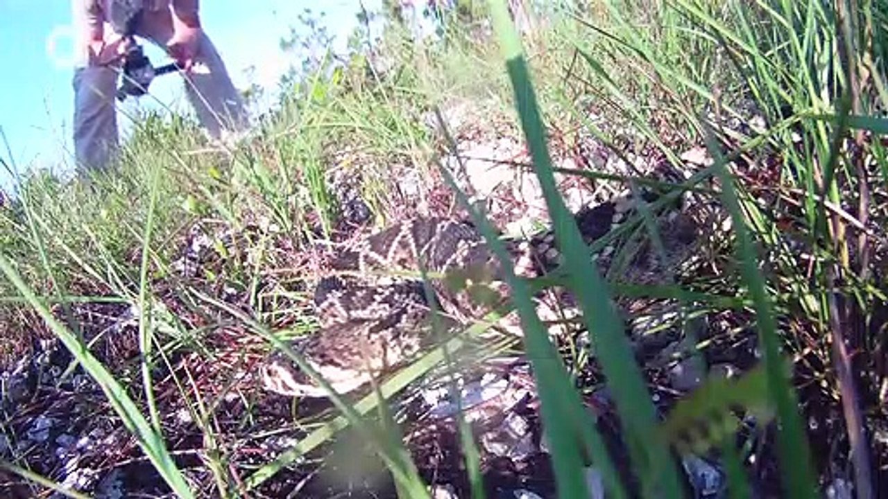 Eastern Diamondback Rattlesnake - Behind the Adventure