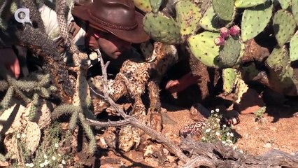 The Gila Monster - AMAZING Venomous Lizard Encounter!