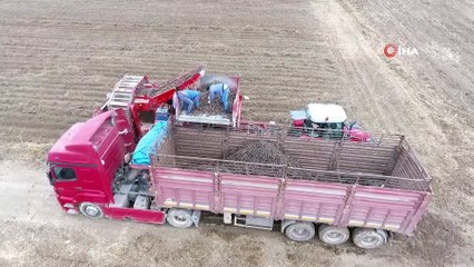 Kayseri’de ilk defa siyah havuç hasadı yapıldı