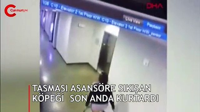 Köpeğin tasması asansöre sıkıştı! Son anda böyle kurtardı