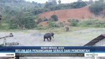 Puluhan Gajah Berkeliaran di Jalan Lintas Bireuen-Takengon Aceh