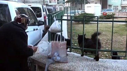 Sokak kedilerini her gün pişmiş tavuklarla besliyor