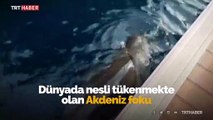 Koruma altındaki Akdeniz foku Kaş'ta görüldü