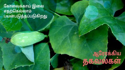 கோவைக்காய் இலை எதற்கெல்லாம் பயன்படுத்தப்படுகிறது..!