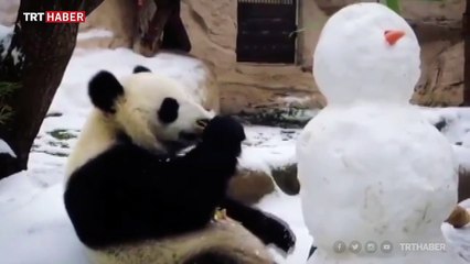 Sevimli panda arkadaşı kardan adamı önce inceledi sonra yedi