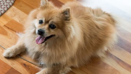 Así rescata milagrosamente a un perro que casi muere atrapado en un ascensor