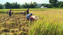 Arroser moins pour récolter plus de riz et lutter contre le changement climatique