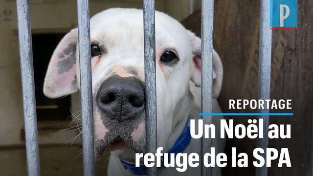 Noël à la SPA : « Les animaux ne sont pas des cadeaux »