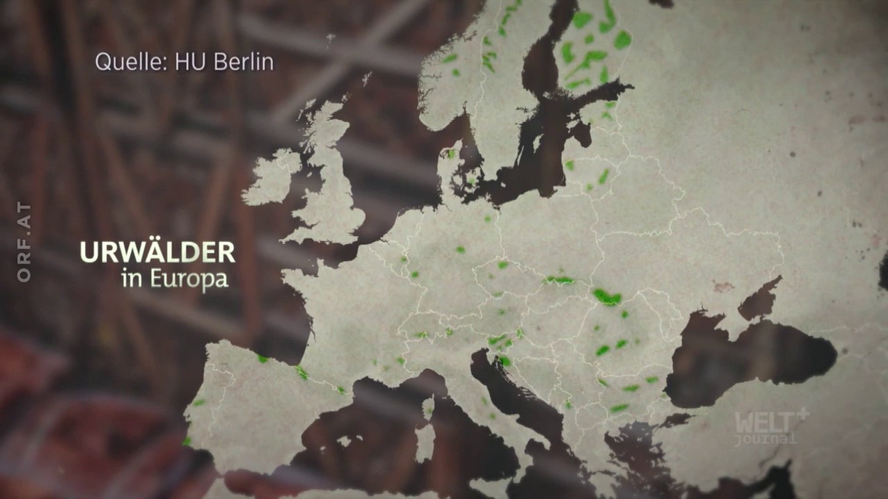 Abgeholzt – Europas bedrohte Urwälder
