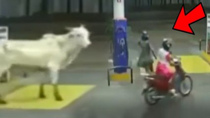WatchVideo : Cow Chasing Women Who Is Riding Bike Near Petrol Bunk || Oneindia Telugu