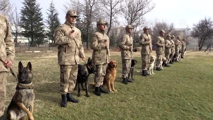 Yerli ırk köpekler, Nevşehir'deki JAKEM'de eğitiliyor
