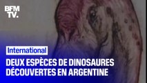 Deux nouvelles espèces de dinosaures ont été découvertes en Argentine