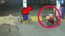 Ox chasing women who is riding bike near petrol bunk | Oneindia Malayalam