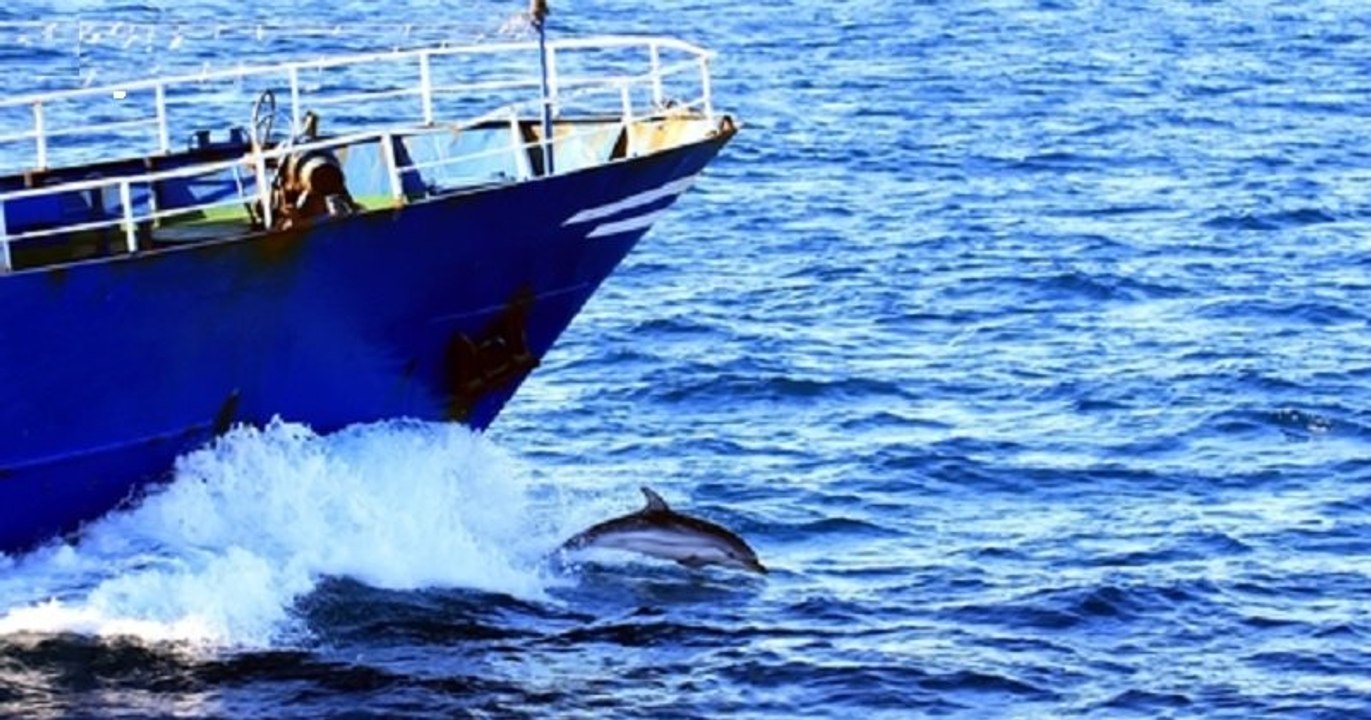Des filets de pêche munis de répulsifs acoustiques pour éviter la capture accidentelle des dauphins installés dès l'année prochaine