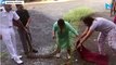 Woman captures 20kg python alive, video goes viral