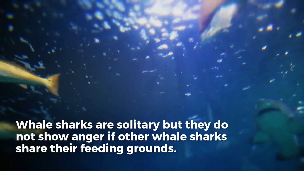 Some Astonishing Facts About Shark dive in Cabo