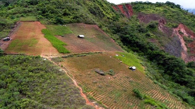 Habrá guerra si nos sacan tierra, advierten yungas cocaleros en Bolivia