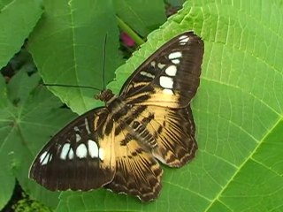 A la découverte de la ferme aux papillons – Die – Drôme