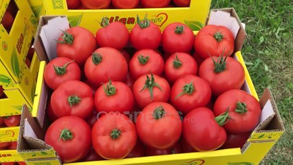 Dimri rrit çmimet e perimeve, domatja që hidhej në tetor shkon 40 lekë në sera