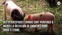 Première mondiale : des scientifiques chinois sont parvenus à créer des chimères porc-singe