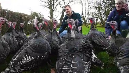 Fortshot Farm turkeys