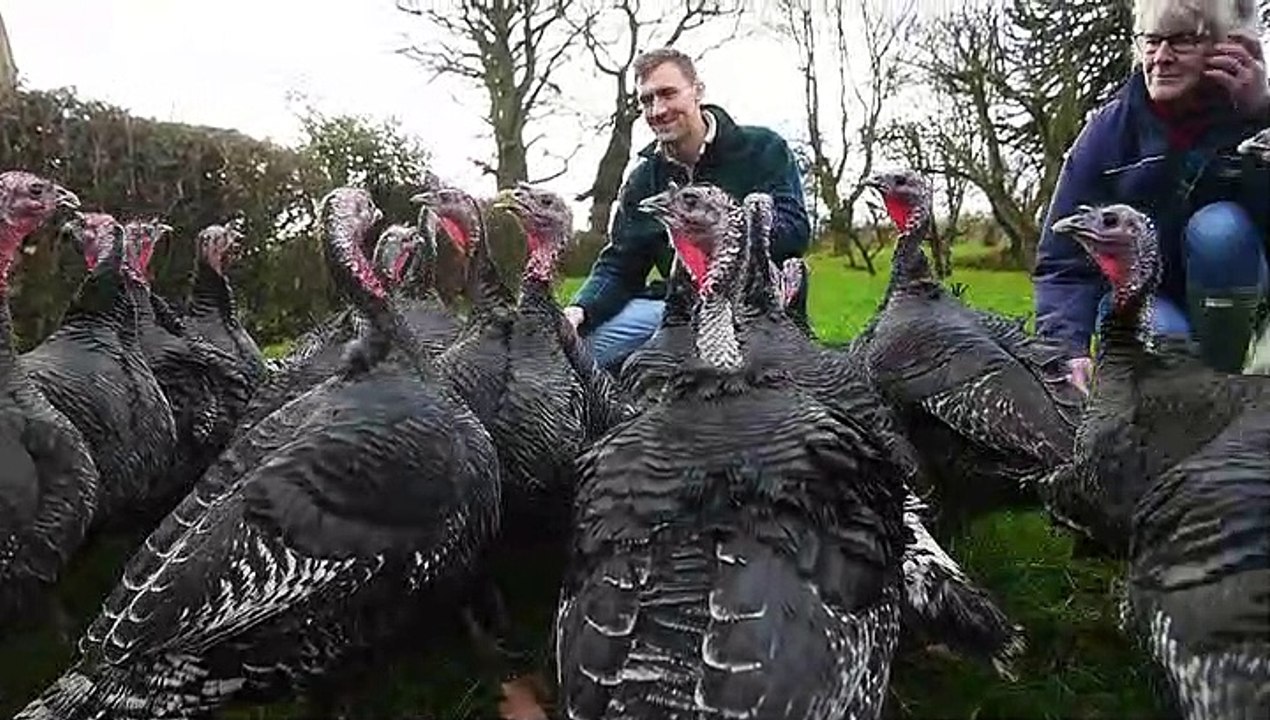 Fortshot Farm turkeys