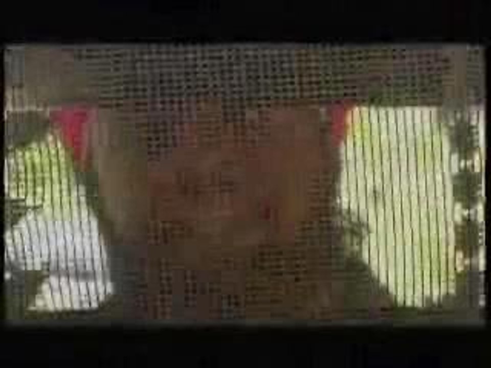 fantan mojah-hungry