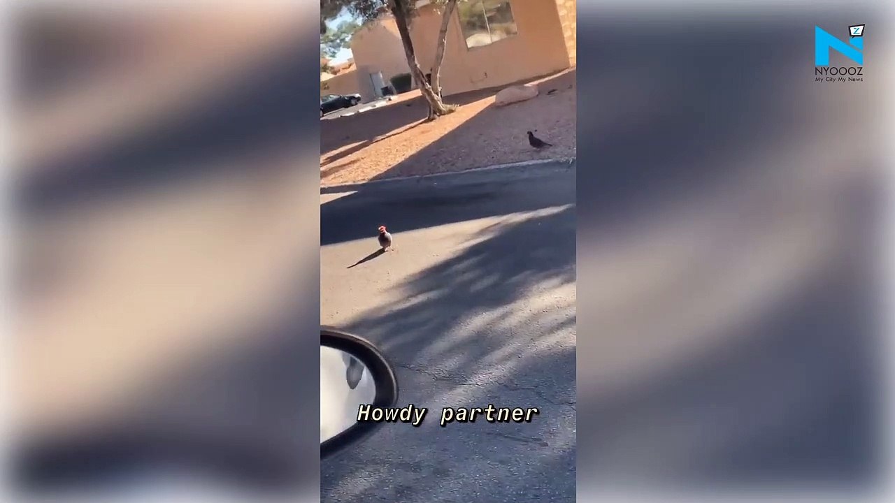 Pigeons found wearing cowboy hats in Las Vegas