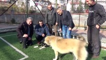 Sokak köpeğini sopayla kovalarken çekilen görüntüleri yayılınca herkesten özür diledi