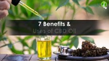 7 Benefits and Uses of CBD Oil