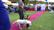 The Catwalk Turns Into Dogwalk As Nigeria Holds First Ever Dog Carnival!