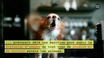 Aux États-Unis, maltraiter un animal peut vous coûter cher