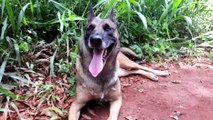 Corpo encontrado na área rural: Bombeiro explica ação de cães farejadores