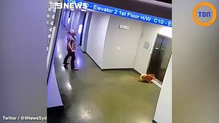 Ce chien est coincé et se fait étrangler par un ascenseur, quand soudain...