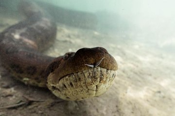 مصور جريء يلتقط سيلفي مع أفعى الأناكوندا الضخمة