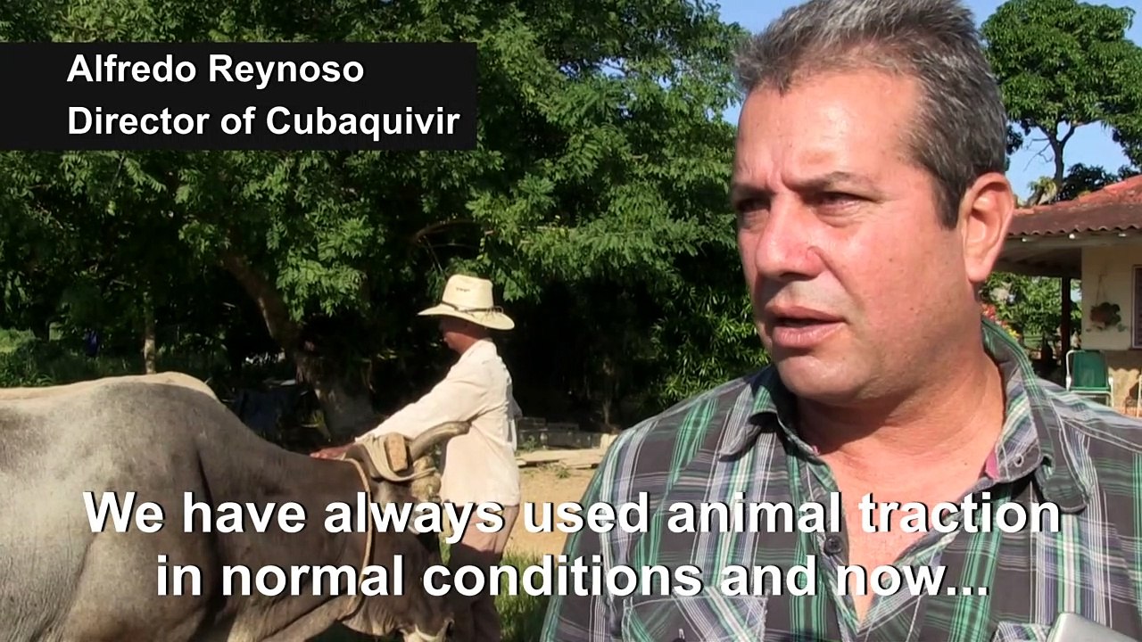 During fuel shortage, oxen and horses keep Cuba moving