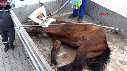 Silahla vurulan yılkı atı tedaviye alındı